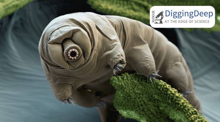 Have you seen tardigrades walk? Scientists decode why they trot like insects