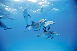 Blood Dolphins