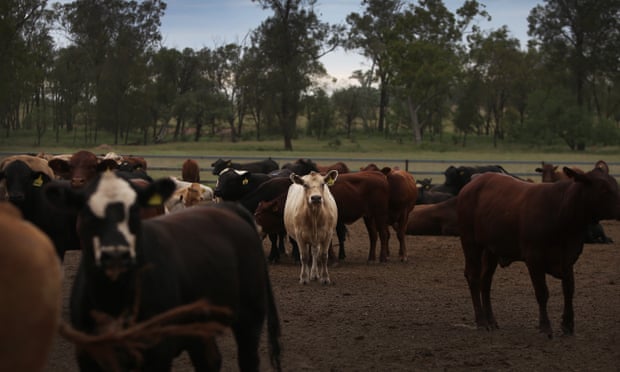 Australian beef linked to deforestation could end up part of post-Brexit trade deal