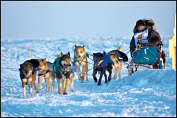 Toughest Race on Earth: Iditarod