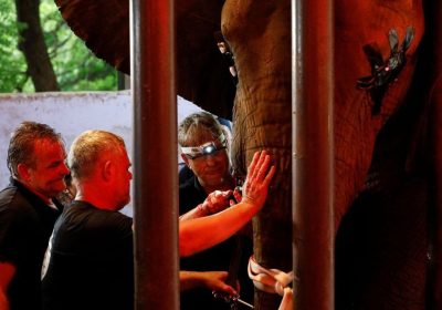 Pakistan’s Madhubala elephant gets relief after years of dental pain
