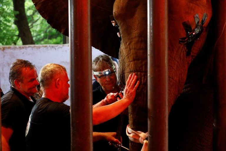 Pakistan’s Madhubala elephant gets relief after years of dental pain